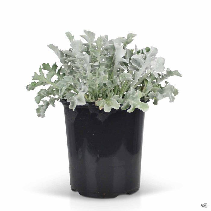 Snowflake Dusty Miller 1 gallon