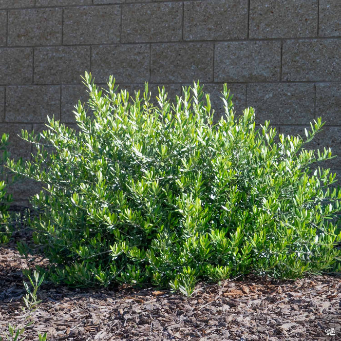 Dwarf Olive