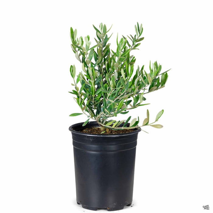 Dwarf Olive 1 gallon