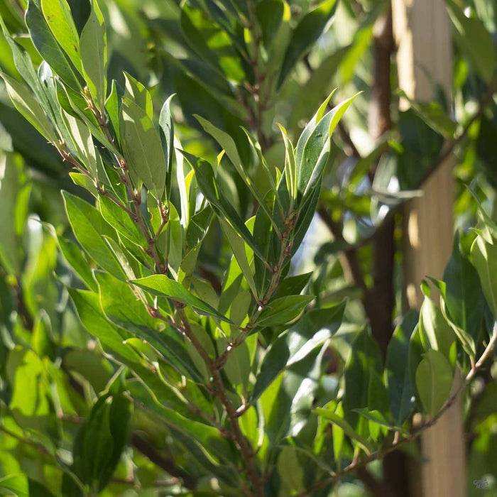 Cherry Laurel 'Compacta'