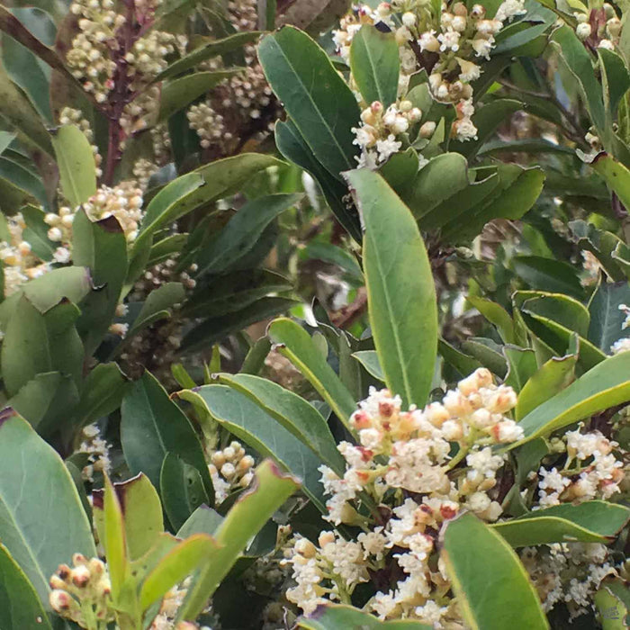 Cherry Laurel 'Compacta' bloom