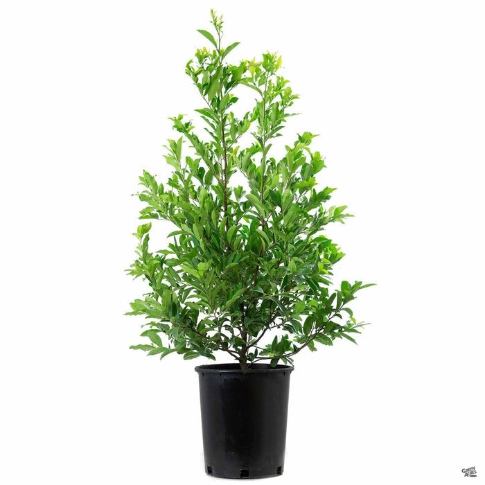Cherry Laurel 'Compacta' 5 gallon