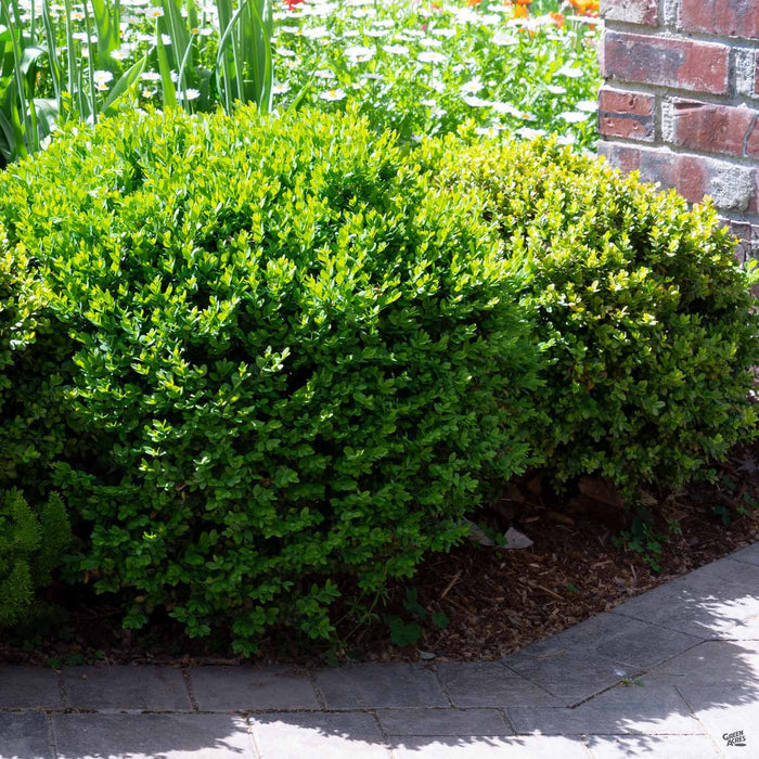 Dwarf English Boxwood