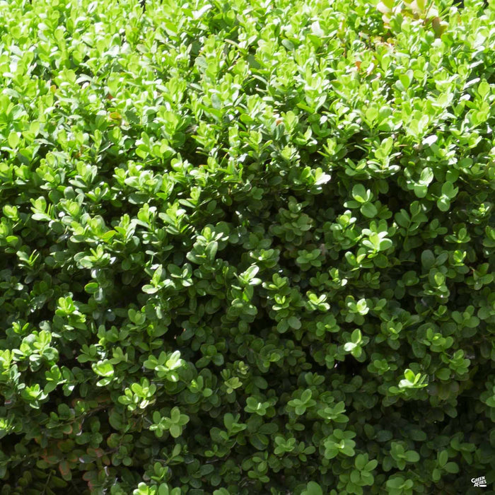 Dwarf English Boxwood
