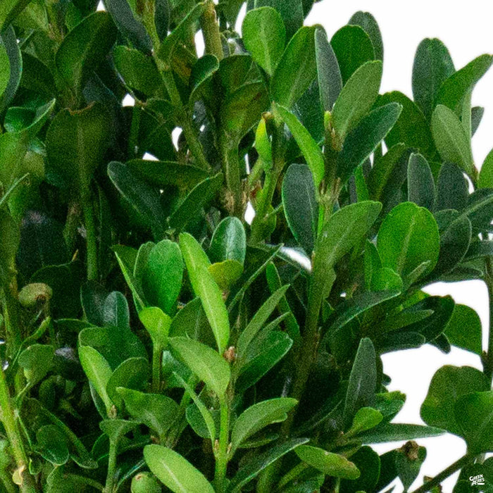 Dwarf English Boxwood