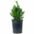 Dwarf English Boxwood 1 gallon