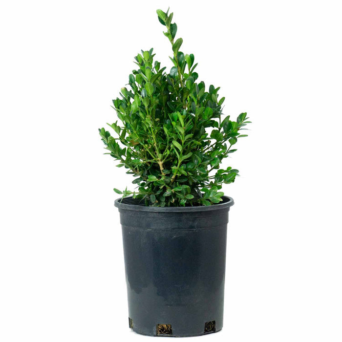 Dwarf English Boxwood 1 gallon