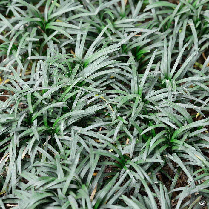 Dwarf Mondo Grass