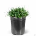 Dwarf Mondo Grass 1 gallon