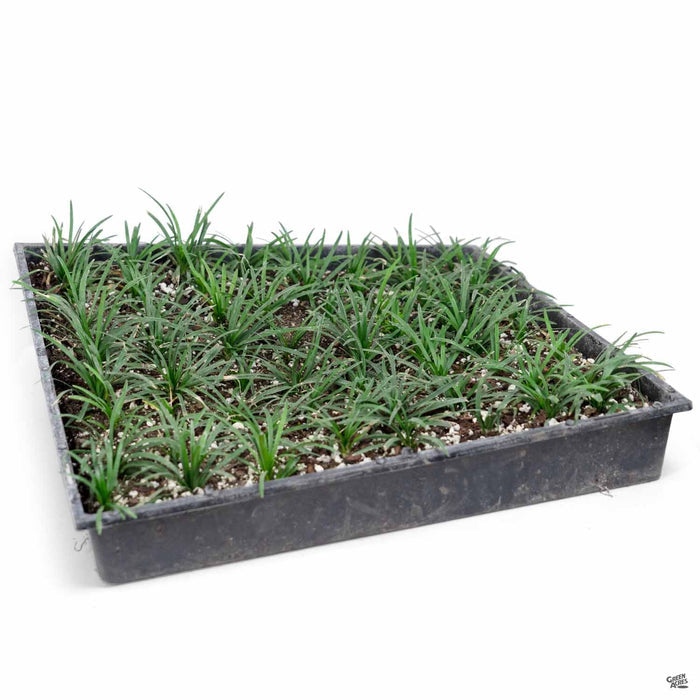 Dwarf Mondo Grass flat