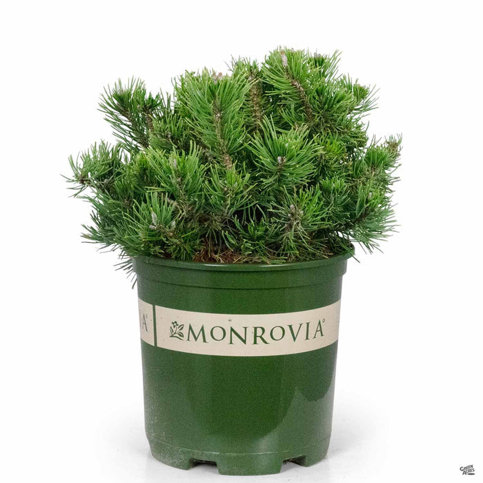 Dwarf Mugo Pine 2 gallon Monrovia