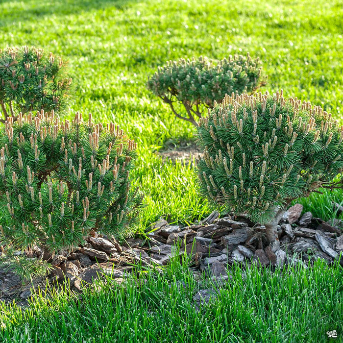 Dwarf Mugo Pine