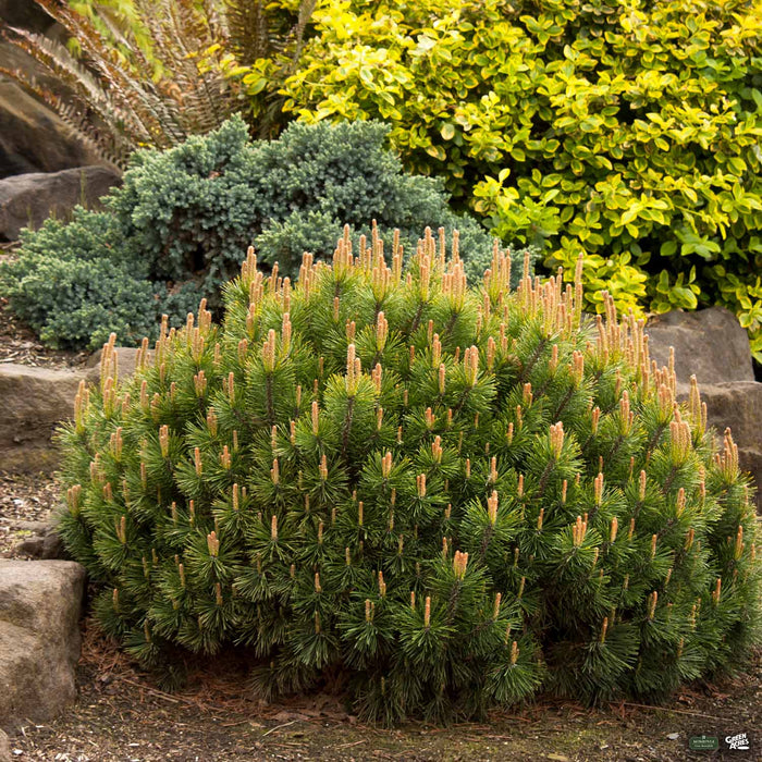Dwarf Mugo Pine Monrovia