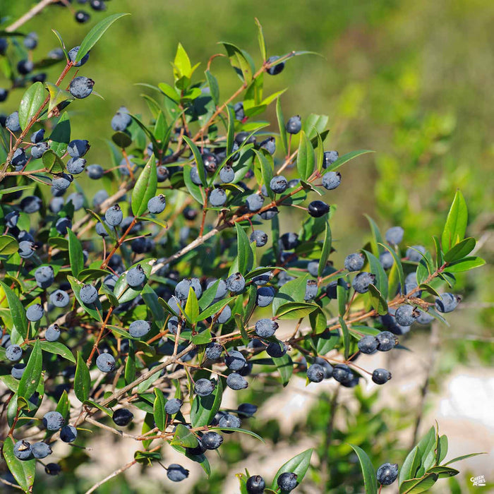 Dwarf Box Myrtle