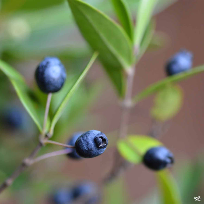 Dwarf Myrtle