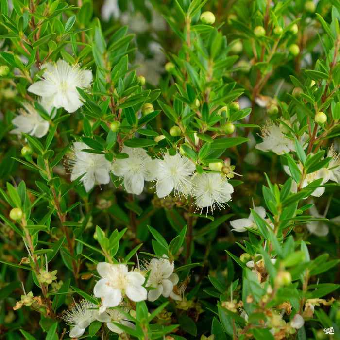 Dwarf Myrtle