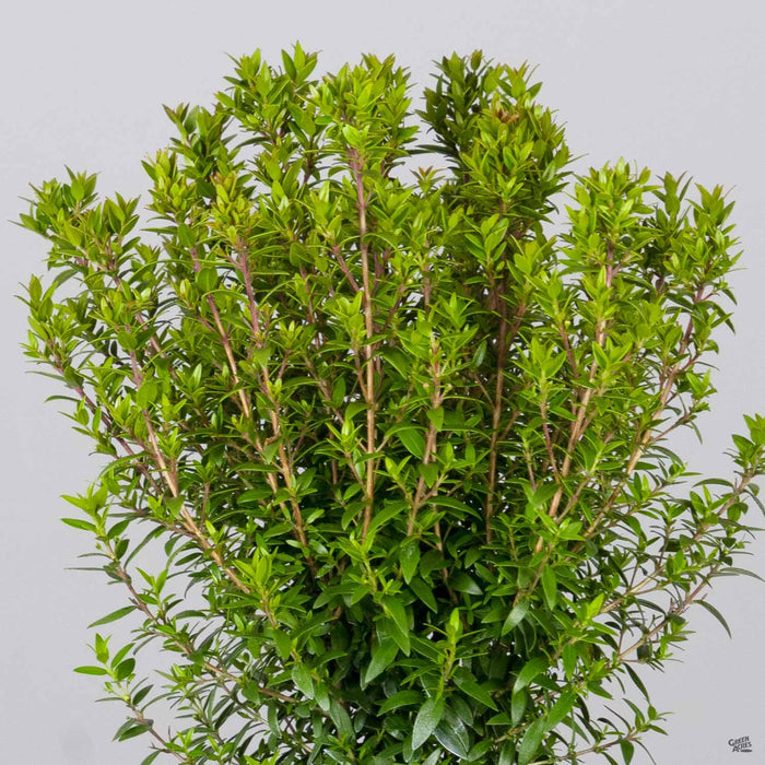 Dwarf Myrtle