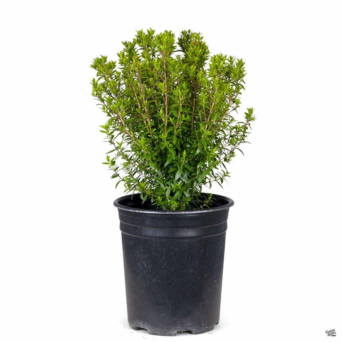 Dwarf Myrtle 1 gallon