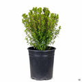 Dwarf Myrtle 1 gallon