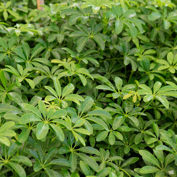 Dwarf Umbrella Tree