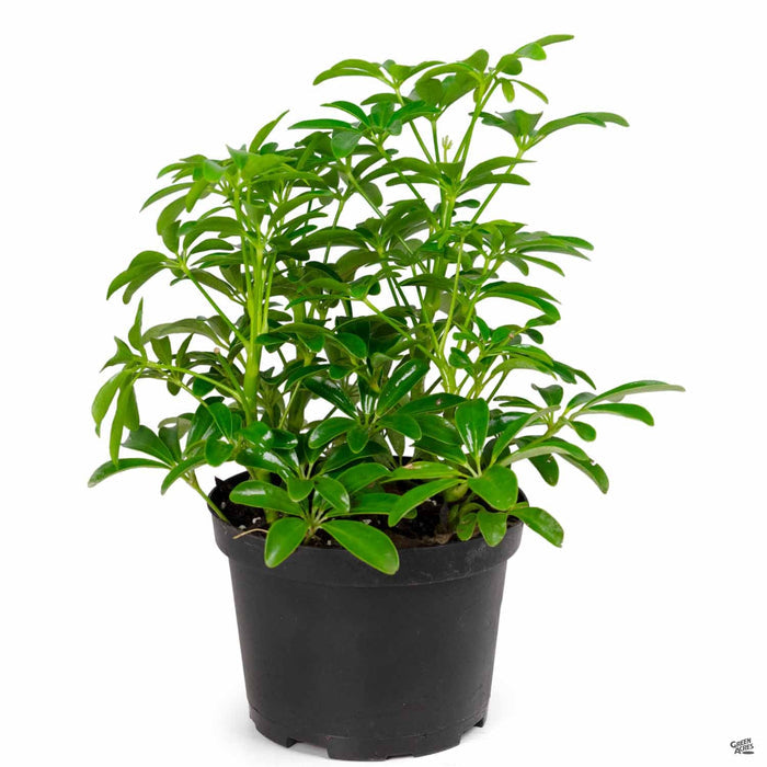 Dwarf Umbrella Tree 6 inch
