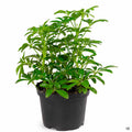 Dwarf Umbrella Tree 6 inch
