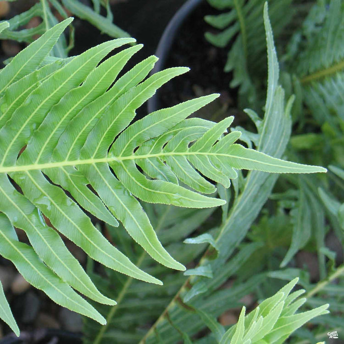Dwarf Tree Fern 'Silver Lady'