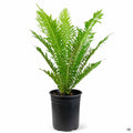 Dwarf Tree Fern 'Silver Lady' 1 gallon