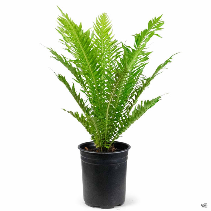 Dwarf Tree Fern 'Silver Lady' 1 gallon