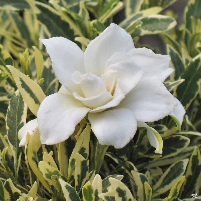 Dwarf Variegated Gardenia