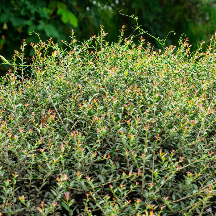 Dwarf Yaupon Holly
