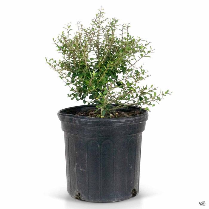 Dwarf Yaupon Holly 1 gallon