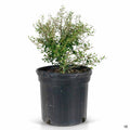 Dwarf Yaupon Holly 1 gallon