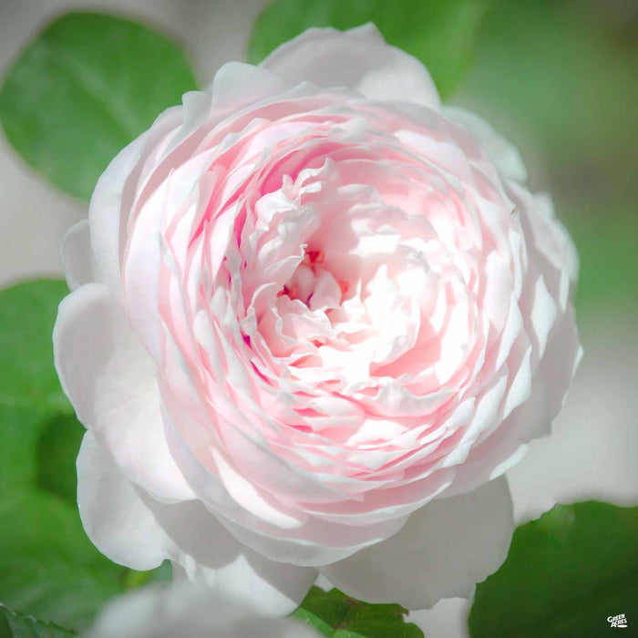 Earth Angel Hybrid Tea Rose