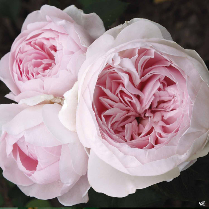 Earth Angel Hybrid Tea Rose