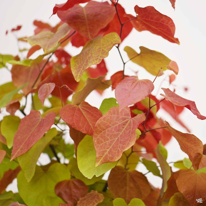 Eastern Redbud Flame Thrower