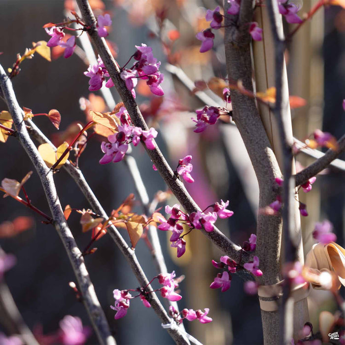 Eastern Redbud Flame Thrower