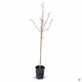 Eastern Redbud Flame Thrower 15 gallon