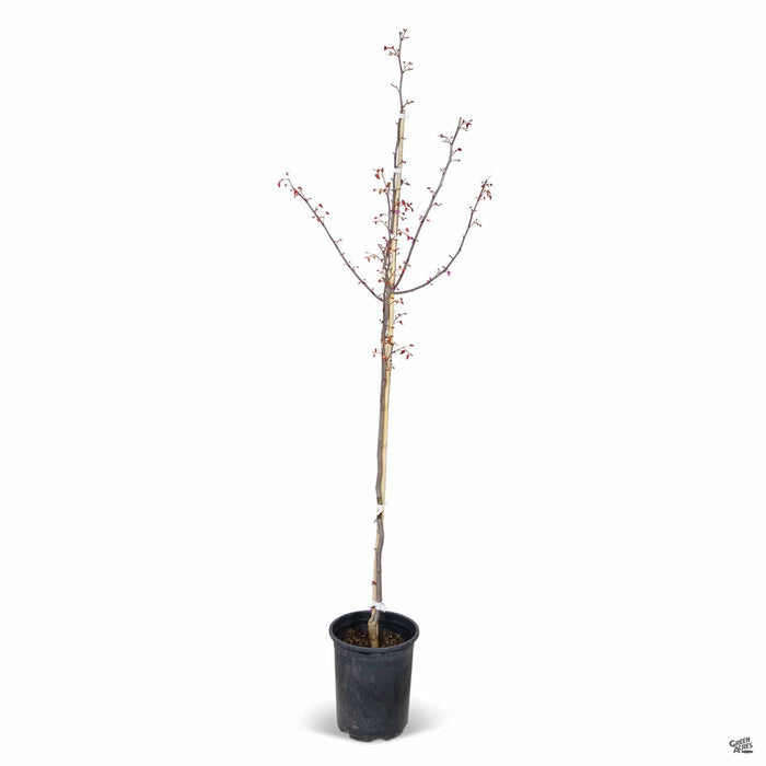 Eastern Redbud Flame Thrower 15 gallon