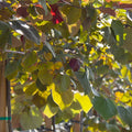 Eastern Redbud 'Forest Pansy'