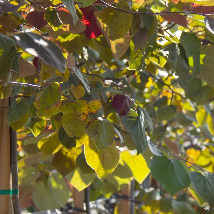 Eastern Redbud 'Forest Pansy'