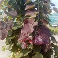 Eastern Redbud 'Ruby Falls'