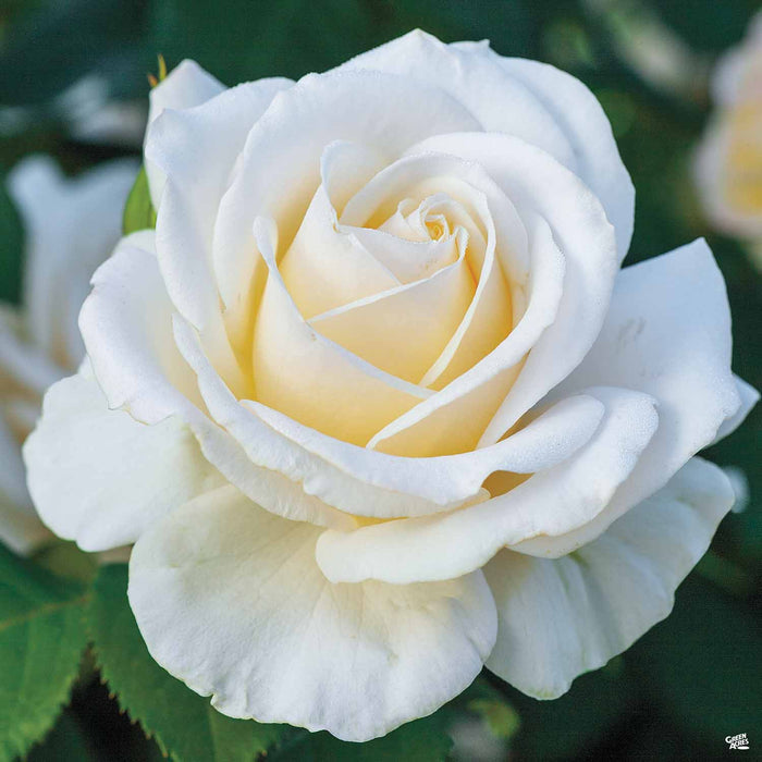 Easy Spirit Rose