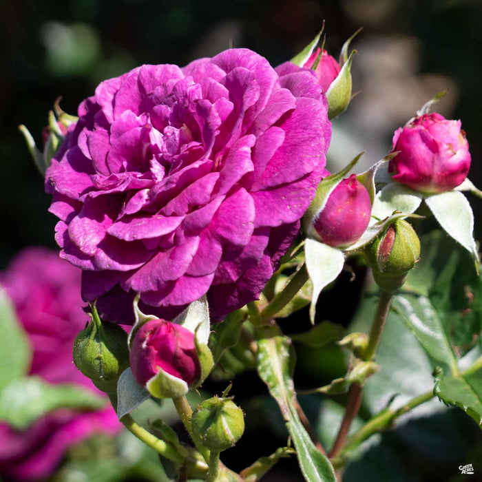 'Ebb Tide' Rose