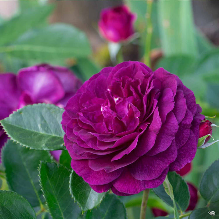 'Ebb Tide' Rose