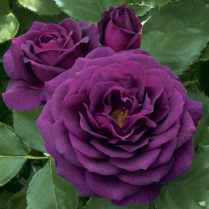 'Ebb Tide' Rose