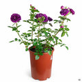 'Ebb Tide' Rose 5 gallon