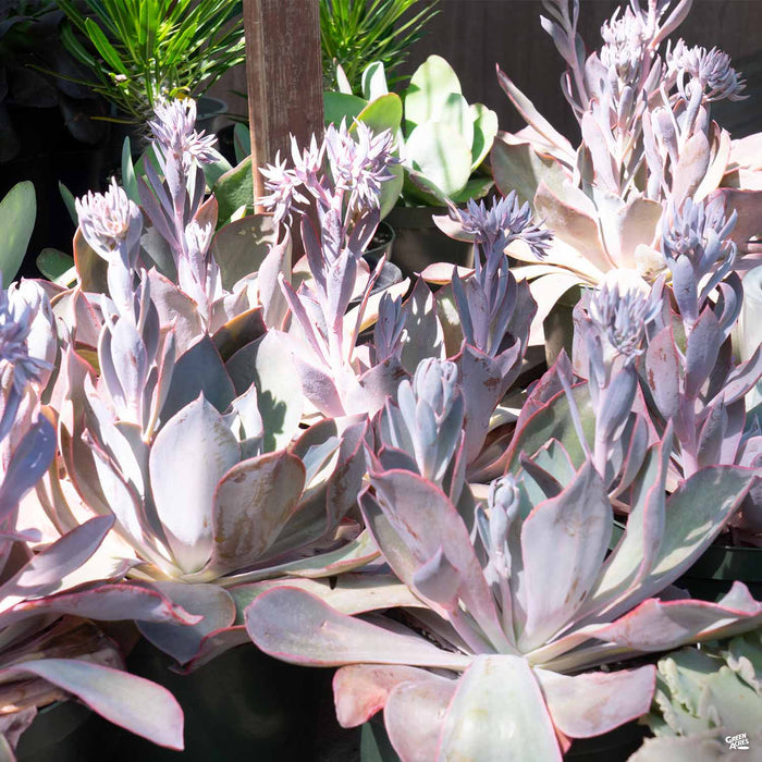 Echeveria 'Afterglow'