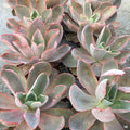 Echeveria 'Afterglow'