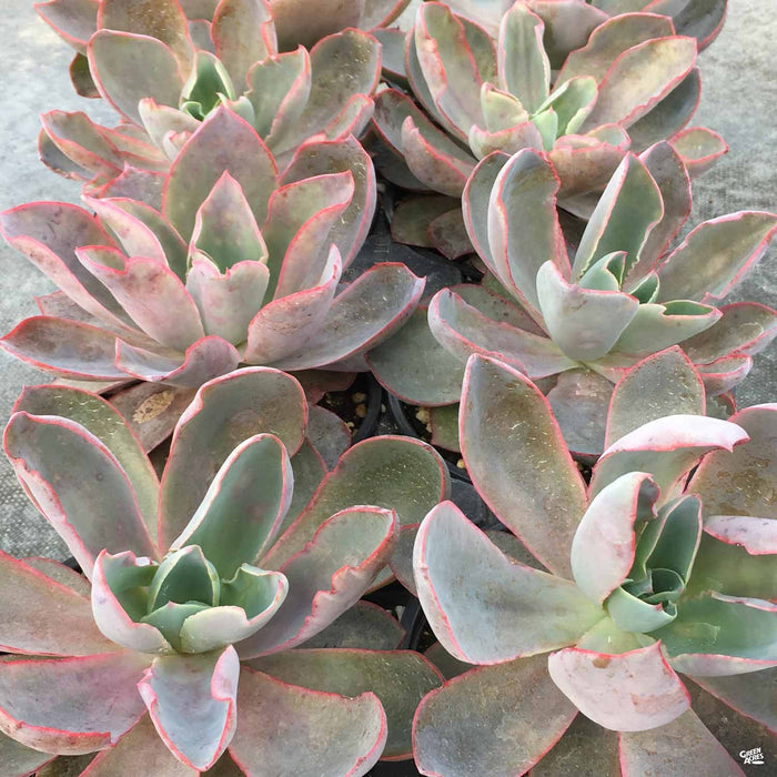Echeveria 'Afterglow'